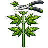 Topping